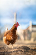 Closeup of a hen in a farmyard (Gallus gallus domesticus) Closeup of a hen in a farmyard (Gallus gallus domesticus)