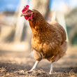Closeup of a hen in a farmyard (Gallus gallus domesticus) Closeup of a hen in a farmyard (Gallus gallus domesticus)