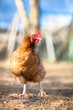 Closeup of a hen in a farmyard (Gallus gallus domesticus) Closeup of a hen in a farmyard (Gallus gallus domesticus)