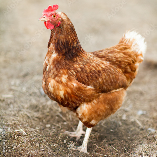 Photo: Closeup of a hen in a farmyard (Gallus gallus domesticus) Closeup of a hen in a farmyard (Gallus gallus domesticus)
