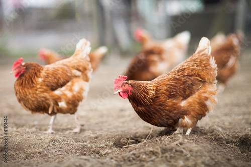 Photo: Closeup of a hen in a farmyard (Gallus gallus domesticus) Closeup of a hen in a farmyard (Gallus gallus domesticus)