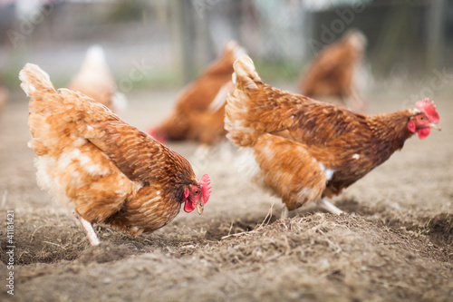 Photo: Closeup of a hen in a farmyard (Gallus gallus domesticus) Closeup of a hen in a farmyard (Gallus gallus domesticus)