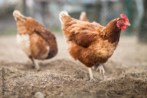 Photo: Closeup of a hen in a farmyard (Gallus gallus domesticus) Closeup of a hen in a farmyard (Gallus gallus domesticus)
