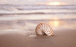 nautilus shell on beach , golden sunrise over tropical sea nautilus shell on beach , golden sunrise over tropical sea