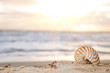 nautilus shell on beach under golden tropical sun beams nautilus shell on beach under golden tropical sun beams