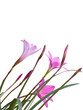 Fairy Lily flowers