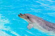 A bottlenose dolphin playing in water park A bottlenose dolphin playing in water park