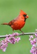 Cardinal On A Branch
