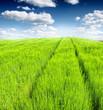 Green field and sky blue with white cloud Green field and sky blue with white cloud