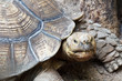 Old Turtle Old Turtle