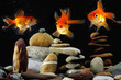 goldfish in aquarium over  zen stone and nice bubbles