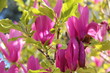 Tulipier