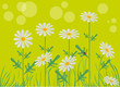 paysage marguerites paysage marguerites