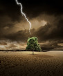 Lighting on desert tree