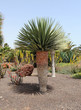 Yucca dans le jardin de l'hôtel Elba Carlota, Caleta de Fuste, Yucca dans le jardin de l'hôtel Elba Carlota, Caleta de Fuste,