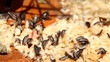 Insects
