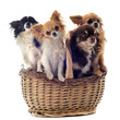 quatre chihuahuas dans un panier