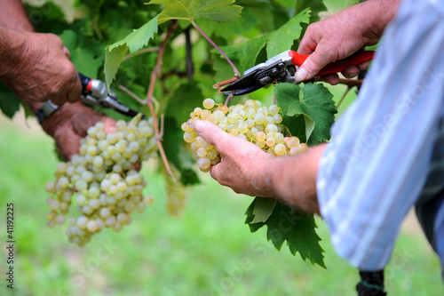 Photo: Vendemmia ed uva Vendemmia ed uva