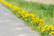 Dandelion
