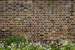 canvas print picture - Brick wall and daisies