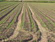 maize plant