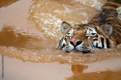 Photo: Amurtiger Amurtiger