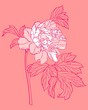 Vektor: pink peony on pink background pink peony on pink background