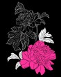 Vektor: pink peony on black background pink peony on black background