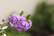 spring time is coming