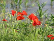 poppies