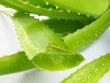 Aloe Vera Blätter
