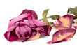Withered rose