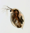 Daphnia - Wasserfloh - water flea - Hellfeld - bright field