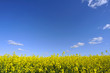 Bande de colza sur ciel bleu