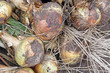 harvested onions