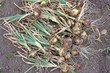 harvested onions