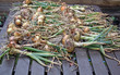 harvested onions