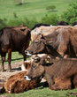 Bulgarian brown cows Bulgarian brown cows
