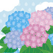 雨とあじさい