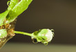Bud....
