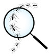 Spy ants