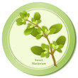 Sweet Marjoram Herb, for meats, soups, omelets, Fines Herbes