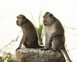 Photo: Macaque Monkey Macaque Monkey