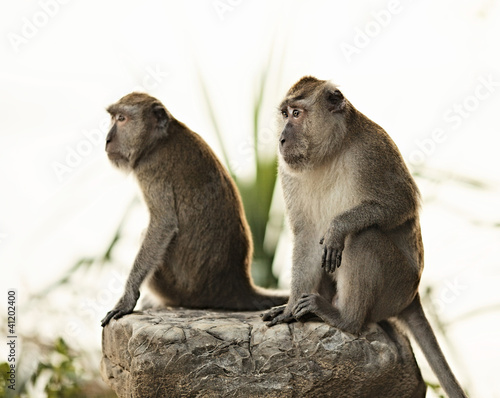 Photo: Macaque Monkey Macaque Monkey