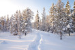 Winter in deep forest. Winter in deep forest.