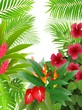 tropical forest background