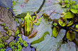 Green Frog