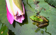 Green Frog
