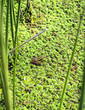 Green Frog