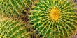 Barrel Cactus With Needles Barrel Cactus With Needles